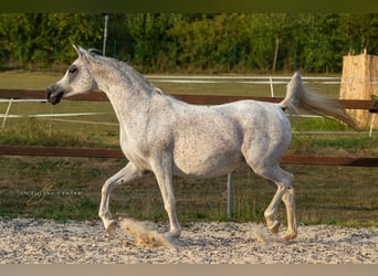 Koń czystej krwi arabskiej, Klacz, 15 lat, 155 cm, Biała