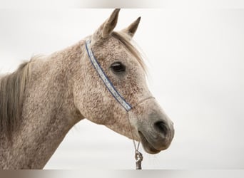 Koń czystej krwi arabskiej, Klacz, 15 lat, 155 cm, Siwa w hreczce