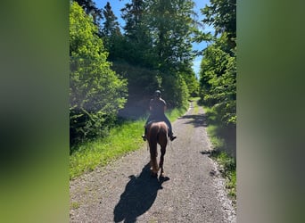 Koń czystej krwi arabskiej, Klacz, 16 lat, 152 cm, Ciemnokasztanowata