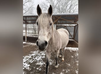 Koń czystej krwi arabskiej, Klacz, 16 lat, 155 cm, Siwa w hreczce