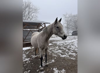 Koń czystej krwi arabskiej, Klacz, 16 lat, 155 cm, Siwa w hreczce