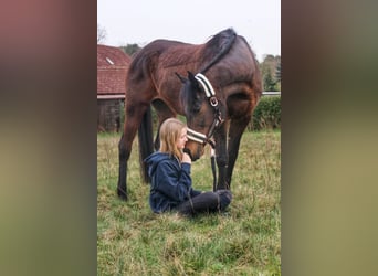 Koń czystej krwi arabskiej, Klacz, 16 lat, 157 cm, Ciemnogniada