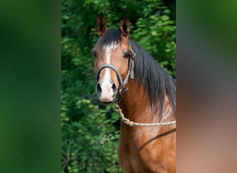 Koń czystej krwi arabskiej, Klacz, 17 lat, 150 cm, Ciemnogniada