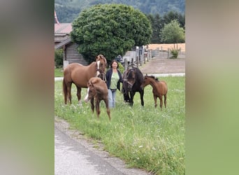 Koń czystej krwi arabskiej, Klacz, 17 lat, 156 cm, Kasztanowata