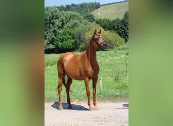 Koń czystej krwi arabskiej, Klacz, 17 lat, 157 cm, Ciemnokasztanowata