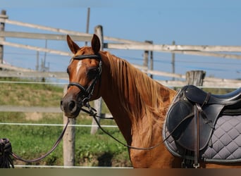 Koń czystej krwi arabskiej, Klacz, 17 lat, 157 cm, Ciemnokasztanowata