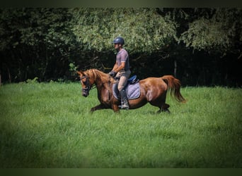 Koń czystej krwi arabskiej, Klacz, 17 lat, 157 cm, Ciemnokasztanowata