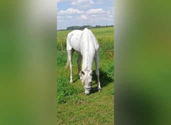 Koń czystej krwi arabskiej, Klacz, 17 lat, 162 cm, Siwa