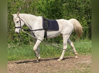 Koń czystej krwi arabskiej, Klacz, 17 lat, 162 cm, Siwa