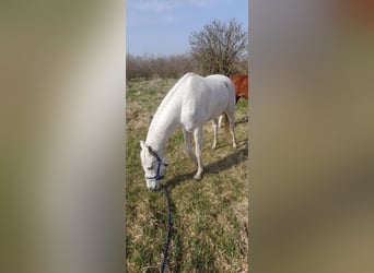 Koń czystej krwi arabskiej, Klacz, 17 lat, 162 cm, Siwa