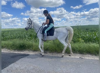 Koń czystej krwi arabskiej, Klacz, 17 lat, 162 cm, Siwa