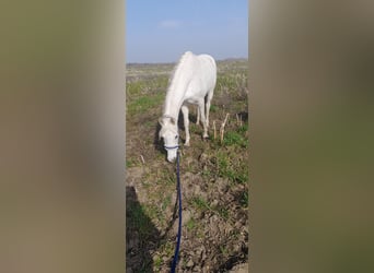 Koń czystej krwi arabskiej, Klacz, 17 lat, 162 cm, Siwa