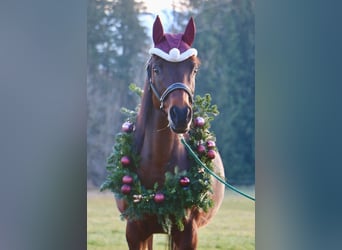 Koń czystej krwi arabskiej, Klacz, 18 lat, 151 cm, Ciemnogniada