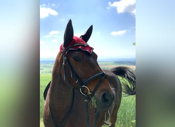 Koń czystej krwi arabskiej Mix, Klacz, 19 lat, 143 cm, Gniada