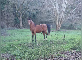 Koń czystej krwi arabskiej, Klacz, 1 Rok, 130 cm, Siwa w hreczce