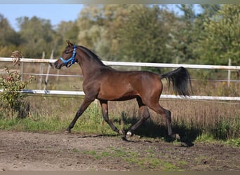 Koń czystej krwi arabskiej, Klacz, 1 Rok, 148 cm, Gniada