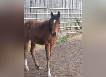 Koń czystej krwi arabskiej, Klacz, 1 Rok, 152 cm, Gniada
