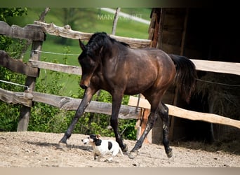 Koń czystej krwi arabskiej, Klacz, 1 Rok, 153 cm, Ciemnogniada