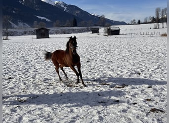 Koń czystej krwi arabskiej, Klacz, 1 Rok, 153 cm, Ciemnogniada