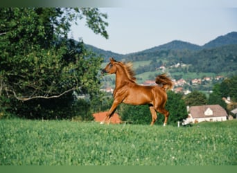 Koń czystej krwi arabskiej, Klacz, 1 Rok, 153 cm, Ciemnokasztanowata