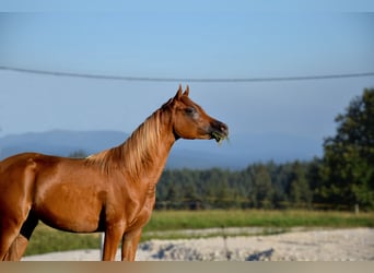 Koń czystej krwi arabskiej, Klacz, 1 Rok, 153 cm, Ciemnokasztanowata