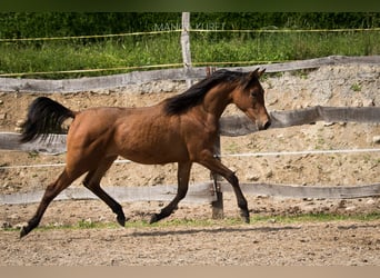 Koń czystej krwi arabskiej, Klacz, 1 Rok, 153 cm, Gniada