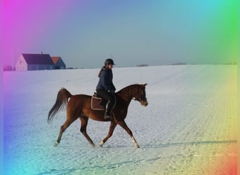 Koń czystej krwi arabskiej, Klacz, 1 Rok, 153 cm, Kasztanowata