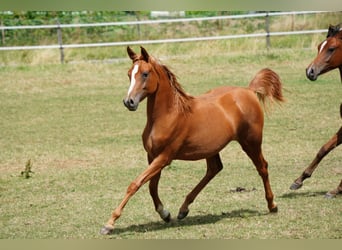Koń czystej krwi arabskiej, Klacz, 1 Rok, 154 cm, Kasztanowata