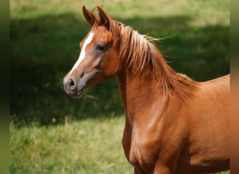 Koń czystej krwi arabskiej, Klacz, 1 Rok, 154 cm, Kasztanowata