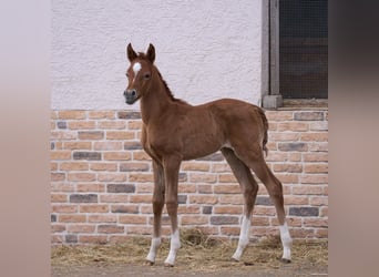 Koń czystej krwi arabskiej, Klacz, 1 Rok, 154 cm, Siwa