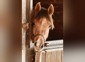 Koń czystej krwi arabskiej, Klacz, 1 Rok, 154 cm, Siwa