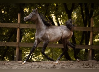 Koń czystej krwi arabskiej, Klacz, 1 Rok, 154 cm, Siwa