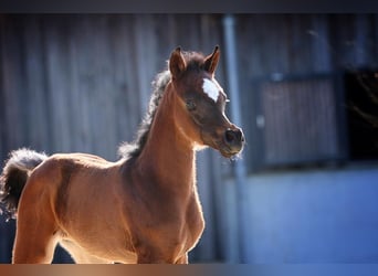 Koń czystej krwi arabskiej, Klacz, 1 Rok, 155 cm, Ciemnogniada