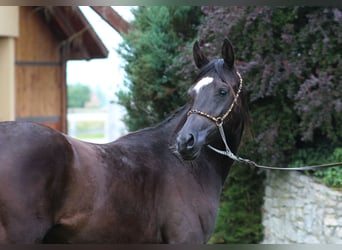 Koń czystej krwi arabskiej, Klacz, 1 Rok, 155 cm, Kara