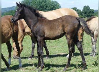 Koń czystej krwi arabskiej, Klacz, 1 Rok, 155 cm, Kara