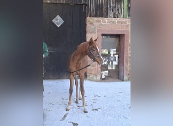 Koń czystej krwi arabskiej, Klacz, 1 Rok, 155 cm, Kasztanowata