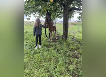 Koń czystej krwi arabskiej, Klacz, 1 Rok, 155 cm, Kasztanowata