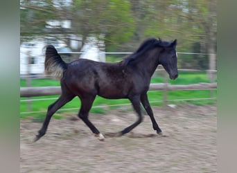 Koń czystej krwi arabskiej, Klacz, 1 Rok, 156 cm, Kara
