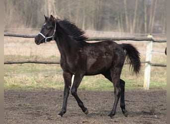 Koń czystej krwi arabskiej, Klacz, 1 Rok, 157 cm, Kara