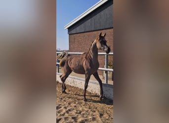 Koń czystej krwi arabskiej, Klacz, 1 Rok, 157 cm, Siwa