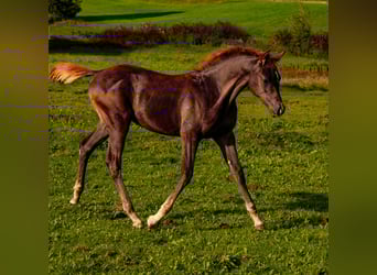 Koń czystej krwi arabskiej, Klacz, 1 Rok, 158 cm, Kasztanowata