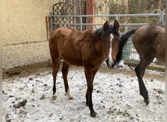 Koń czystej krwi arabskiej, Klacz, 1 Rok, 160 cm, Gniada