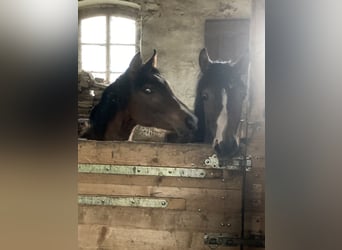 Koń czystej krwi arabskiej, Klacz, 1 Rok, 160 cm, Gniada