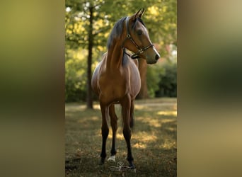Koń czystej krwi arabskiej, Klacz, 1 Rok, 160 cm, Gniada