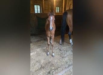 Koń czystej krwi arabskiej, Klacz, 1 Rok, 160 cm, Gniada