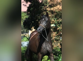Koń czystej krwi arabskiej, Klacz, 1 Rok, 160 cm, Kara