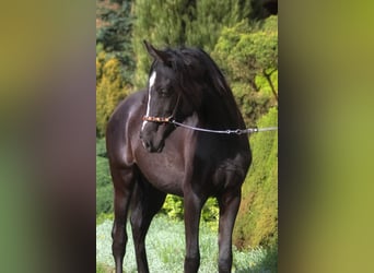 Koń czystej krwi arabskiej, Klacz, 1 Rok, 160 cm, Kara