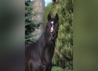 Koń czystej krwi arabskiej, Klacz, 1 Rok, 160 cm, Kara