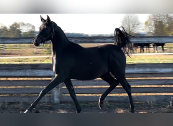 Koń czystej krwi arabskiej, Klacz, 1 Rok, 160 cm, Kara
