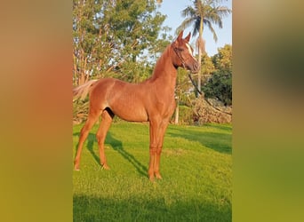 Koń czystej krwi arabskiej Mix, Klacz, 1 Rok, 168 cm, Gniada